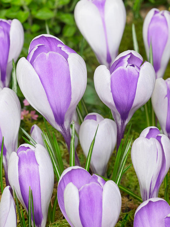 Crocus Whale Shark marbled purple and white flower