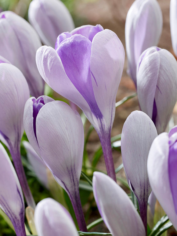 Crocus Whale Shark growing in a garden border