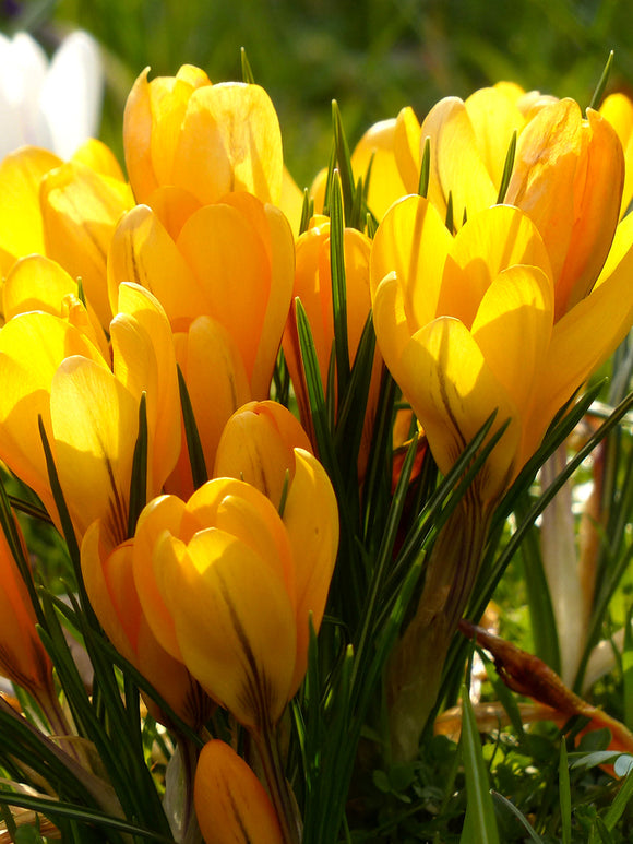 Yellow crocus flower bulbs fall planting