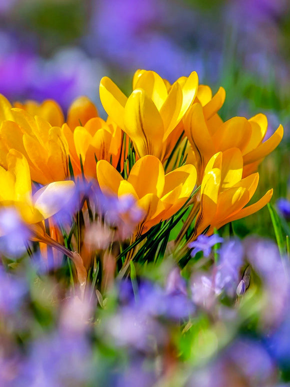 Yellow Crocus spring flowers