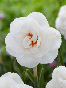 Daffodil Acropolis
