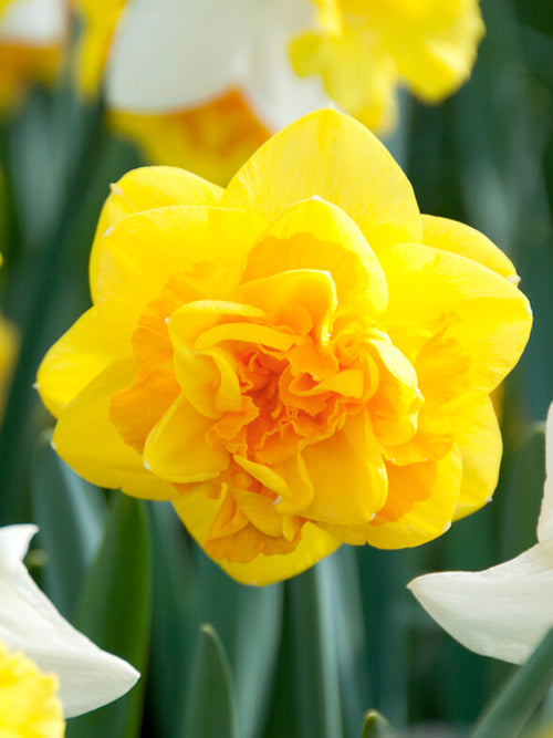 Buy Daffodil Apotheose Bulbs