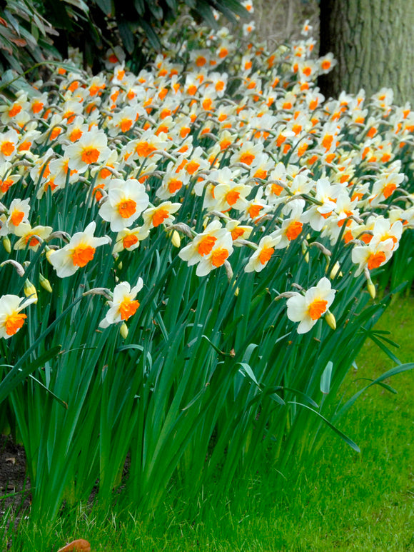 Daffodil Bulbs Barret Browning