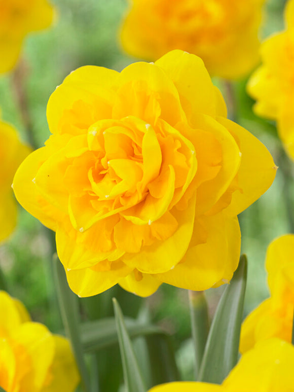 Daffodil Biffo Flower Bulbs