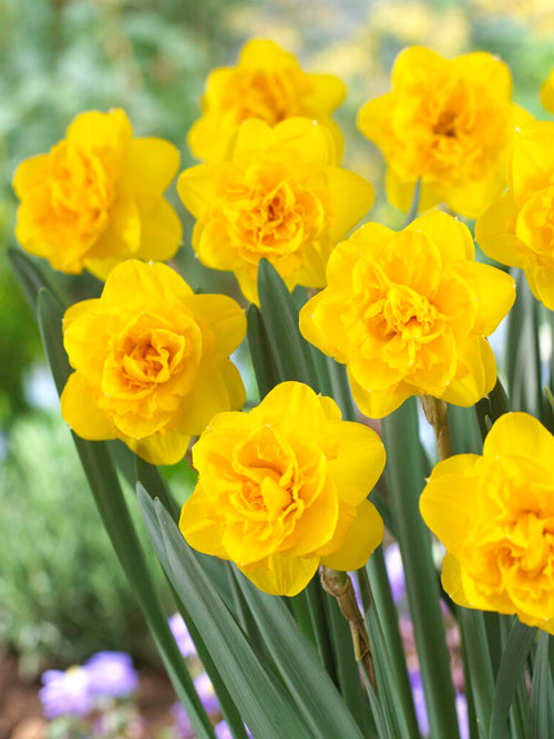 Buy Daffodil Biffo bulbs from Holland, shipping to UK in Autumn