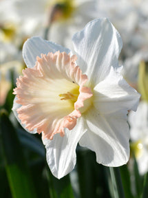 Daffodil British Gamble