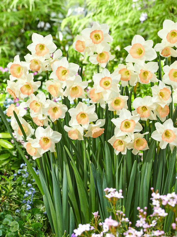 Mini daffodil for pots and borders