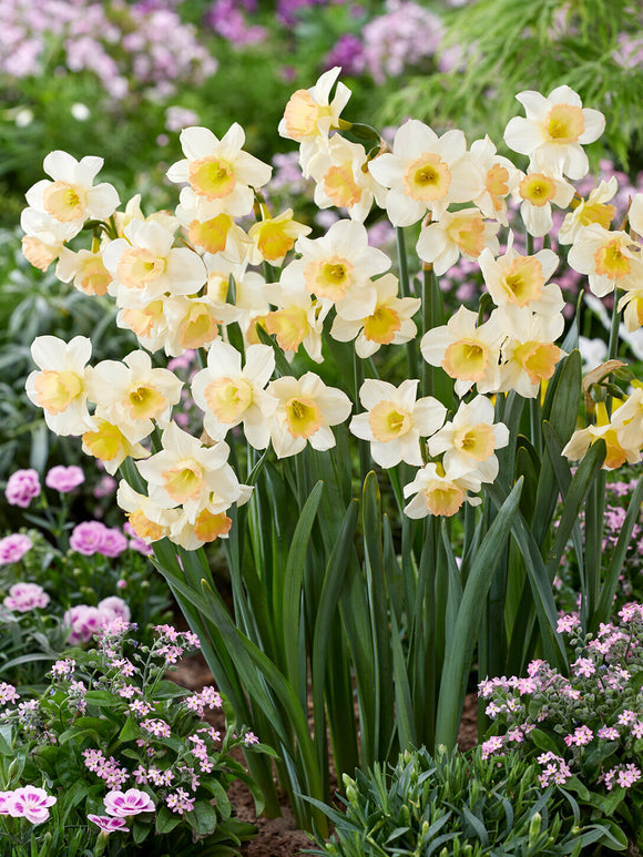 Compact narcissus Cosmopolitan close-up