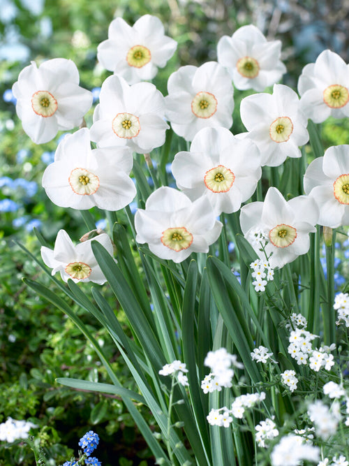 Buy Daffodil Dreamlight bulbs