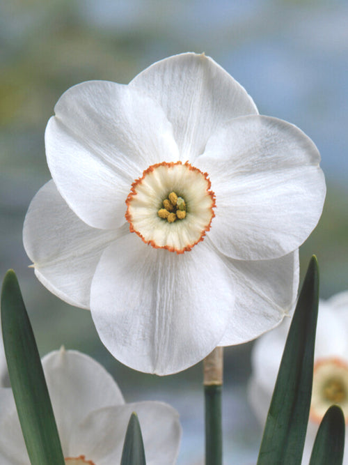 Daffodil Dreamlight Bulbs, Shipping to UK in Autumn