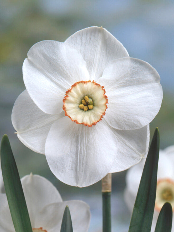 Daffodil Dreamlight Bulbs, Shipping to UK in Autumn