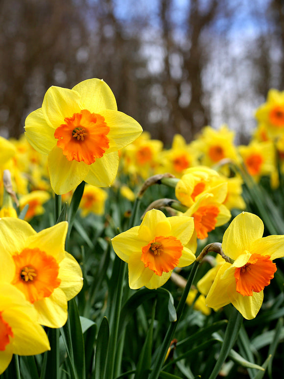 Daffodil Bulbs Fortissimo