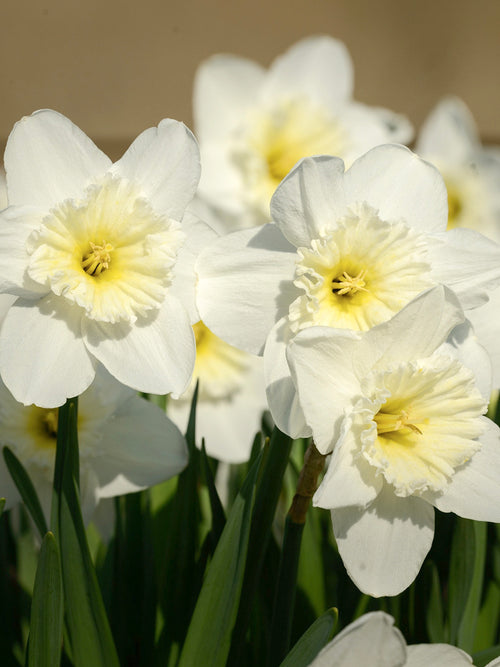 Daffodils Ice Follies