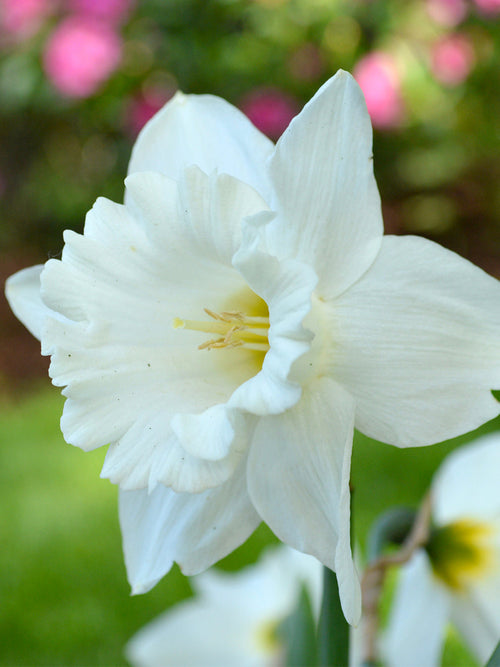 Daffodil Mount Hood - White Trumpet Narcissus Bulbs