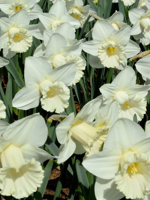 White Daffodil Bulbs Mount Hood for Autumn planting