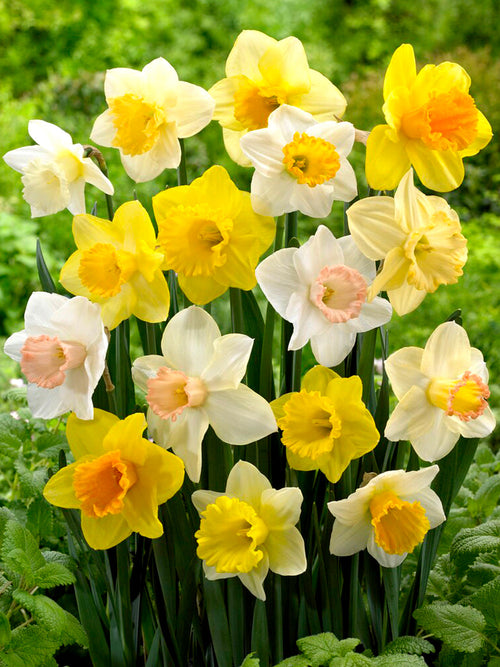 Daffodil Bulbs Mixed for a colorful spring garden