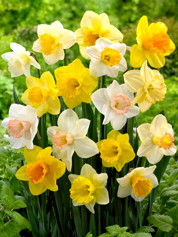 Daffodil Bulbs Mixed for a colorful spring garden
