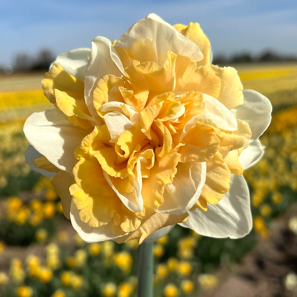 Daffodil Peach Prince
