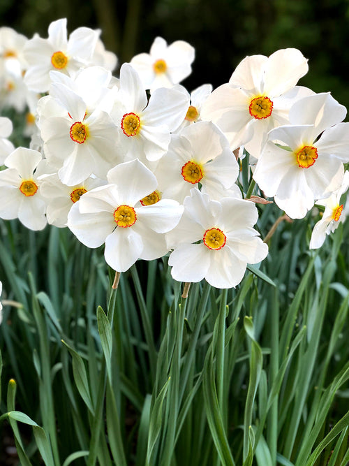 Daffodils Pheasant's Eye