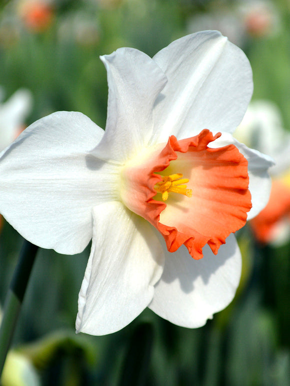 Pink and White Daffodils