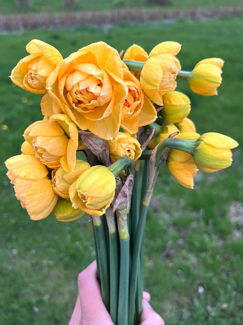 Buy Daffodil Waylon Bulbs, Copper Daffodil