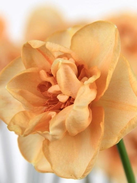 Copper coloured Daffodil, Daffodil Waylon