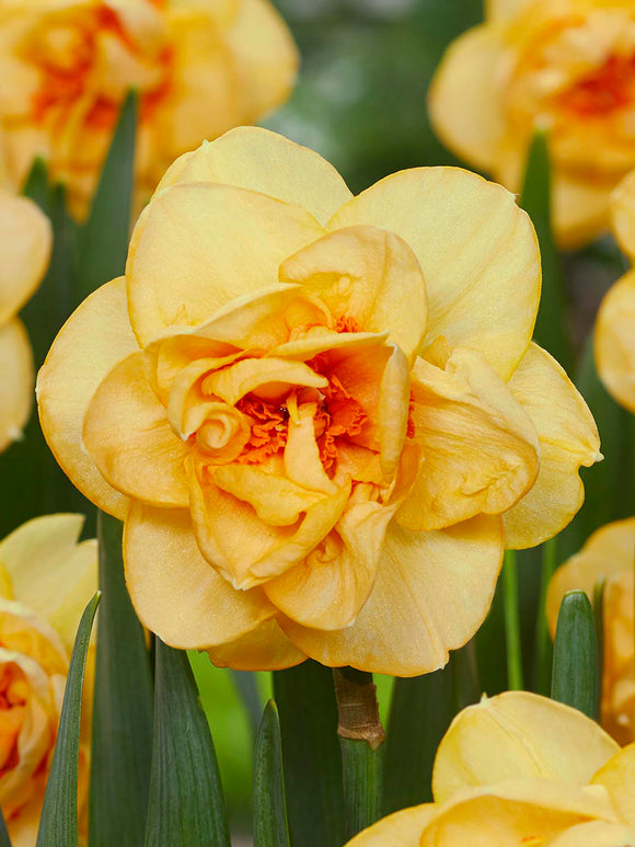 Daffodil Waylon Bulbs