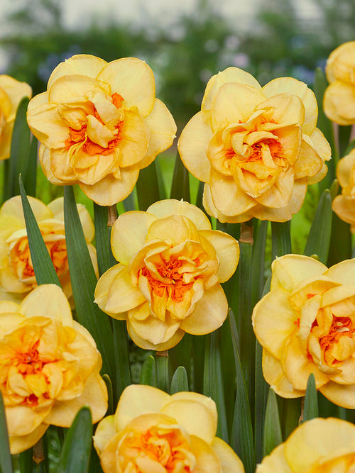 Daffodil Waylon Bulbs, Shipping to UK in Autumn