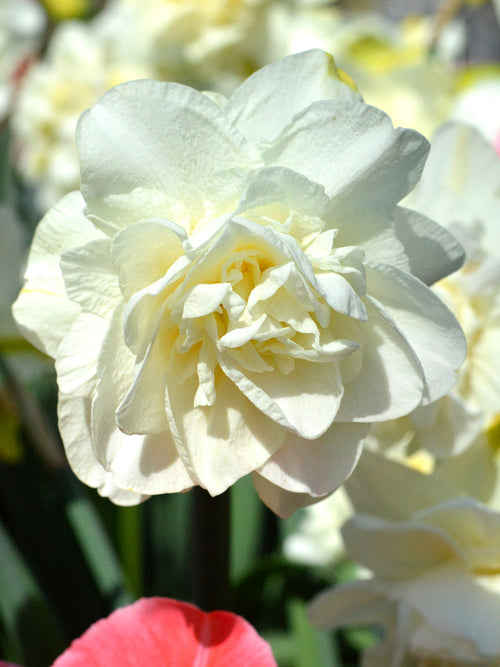 Daffodil White Explosion