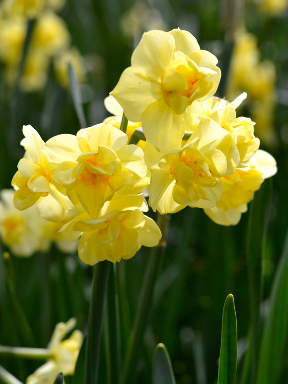 Narcissus Yellow Cheerfulness