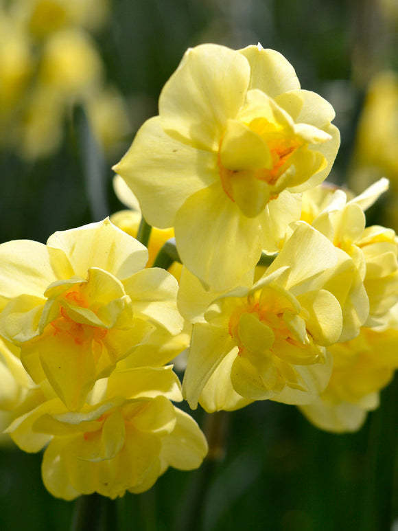 Daffodil Yellow Cheerfulness
