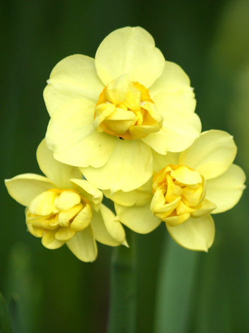 Daffodils Yellow Cheerfulness