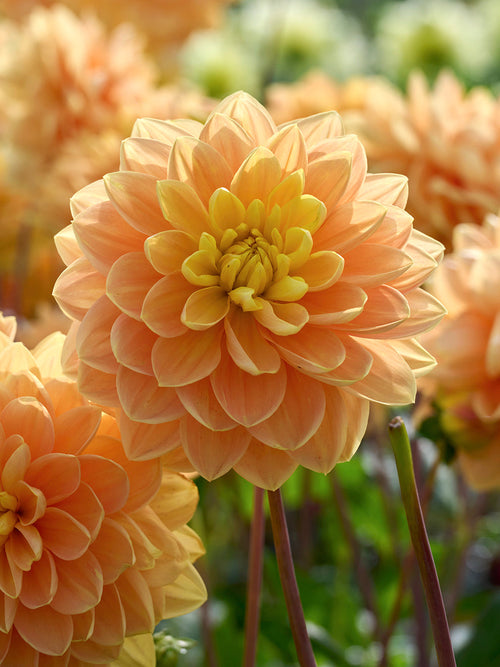 Burnt orange decorative dahlia bloom