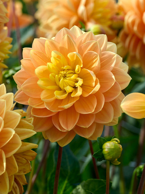 Peach and copper dahlia petals