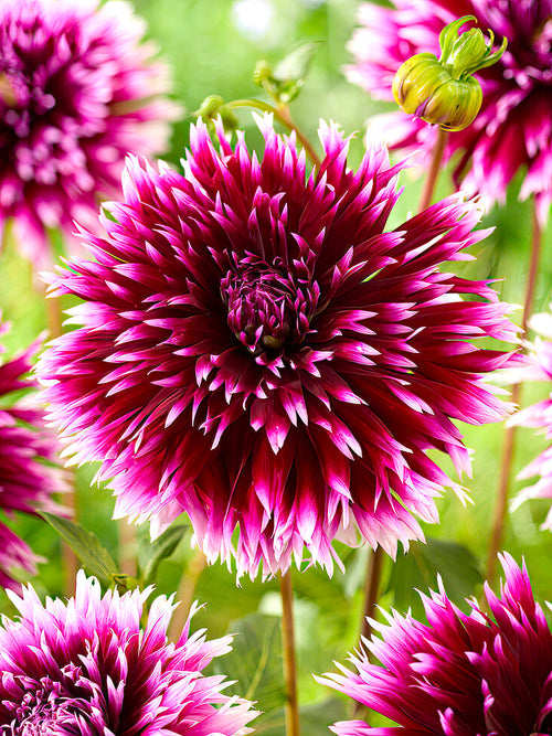 Dahlia ‘Alauna Clair-Obscur’ cactus bloom close-up