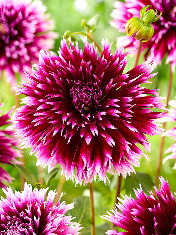 Dahlia ‘Alauna Clair-Obscur’ cactus bloom close-up