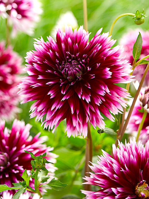 Dahlia Alauna Clair-Obscur - UK delivery