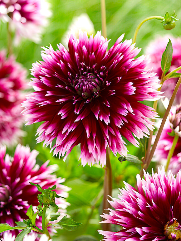 Dahlia Alauna Clair-Obscur - UK delivery