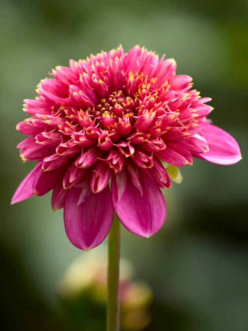 Anemone-flowered dahlia close-up