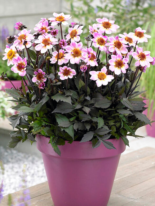 Dahlia Tubers American Pie