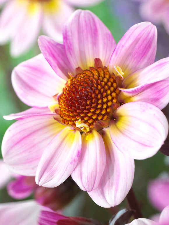 Dahlia American Pie Tubers UK