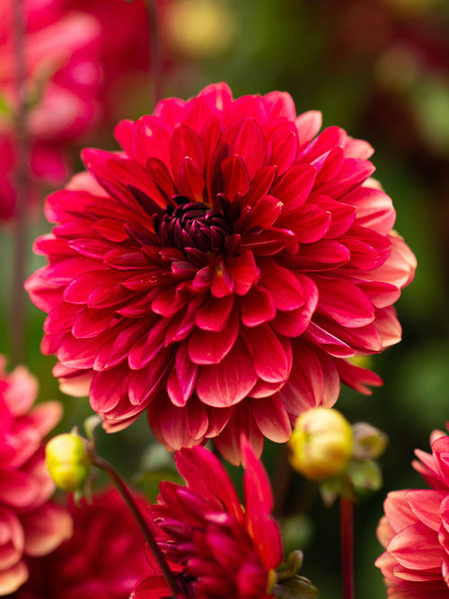 Reddish-brown decorative Dahlia ‘Antibes’