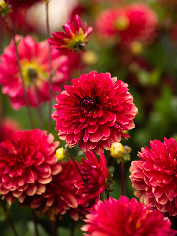 Dahlia Antibes tubers - UK delivery