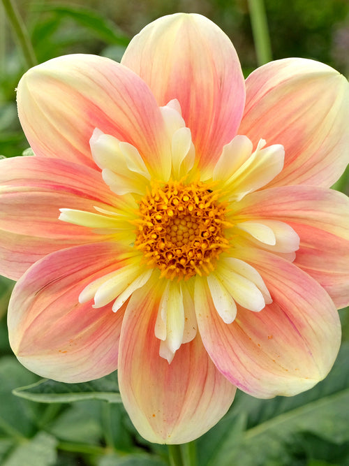 Apricot and blush dahlia flower