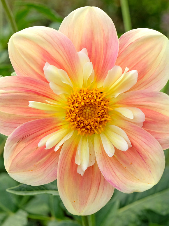 Apricot and blush dahlia flower