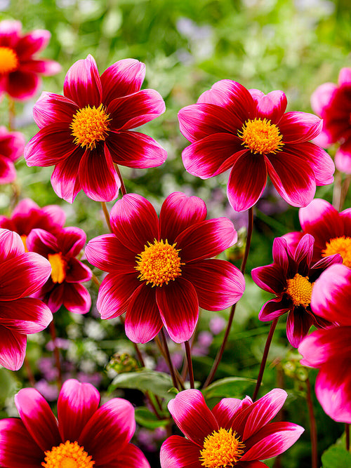 Burgundy-pink Dahlia ‘Bashful’ with golden center