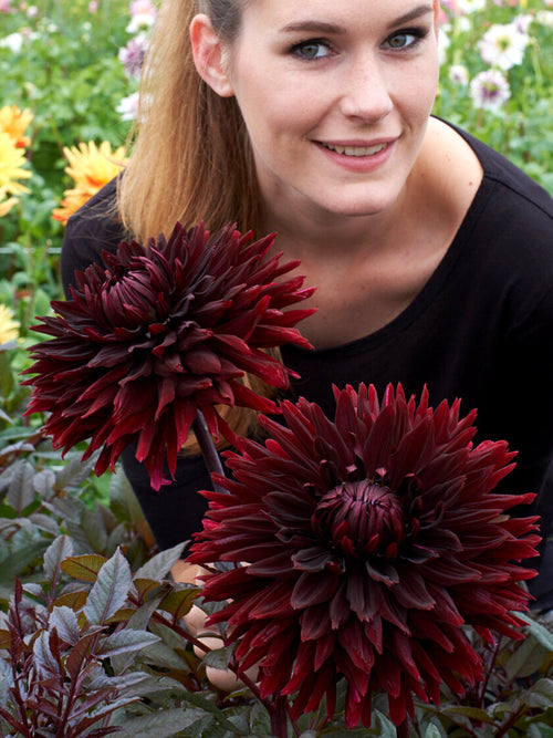 Deep burgundy cactus dahlia flower