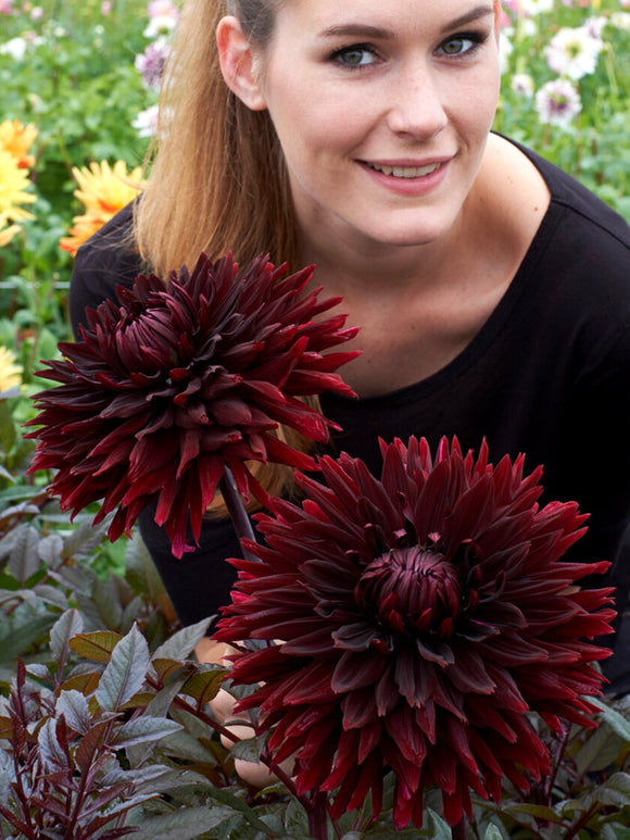 Deep burgundy cactus dahlia flower