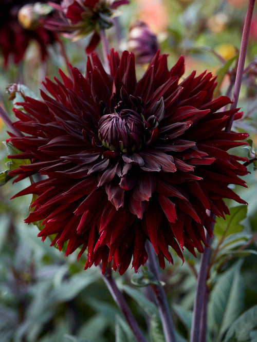 Dahlia ‘Black Jack’ dark cactus bloom