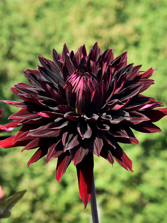Dahlia ‘Black Jack’ in summer border